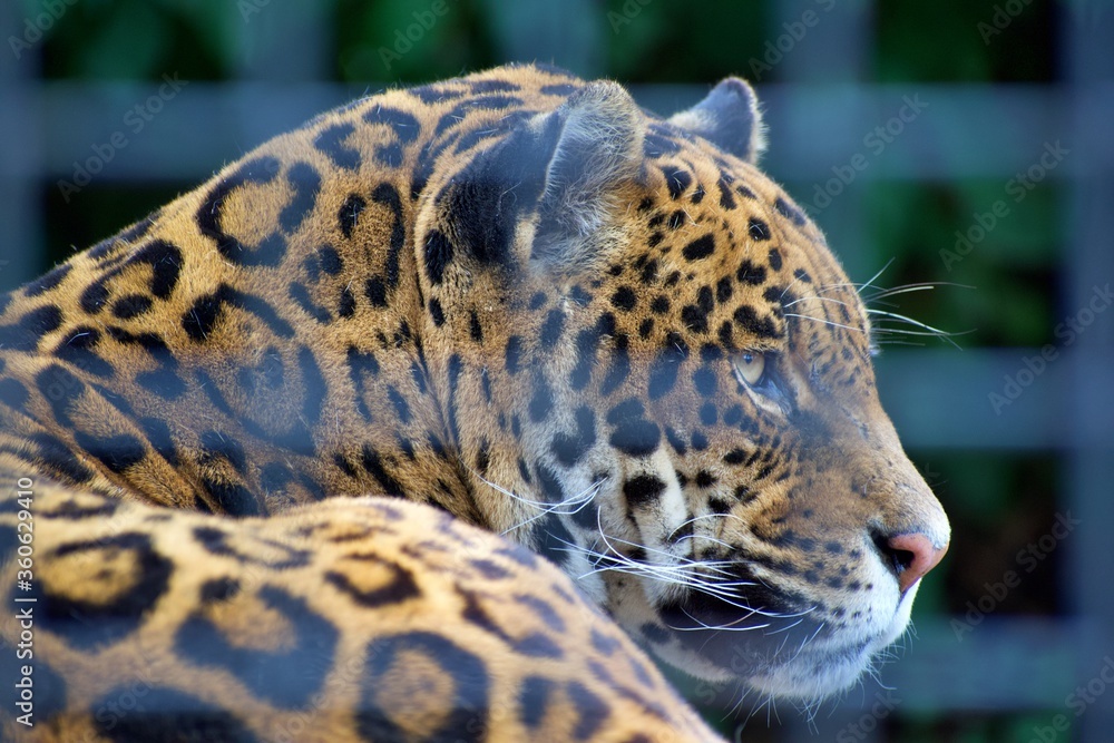 Jaguar encerrado en un zoo de Madrid Jaguar encerrado en un zoo de Madrid