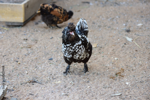 A series of photos - the household economy in the epidemic of coronovirus, Pavlovskaya crested chickens
 photo