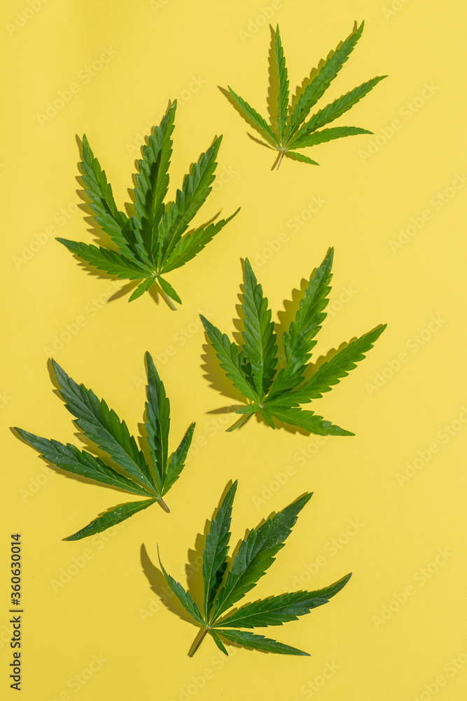 Cannabis marijuana cannabis leaves yellow blank background. Floral background minimalism. Vertical frame flat layout
