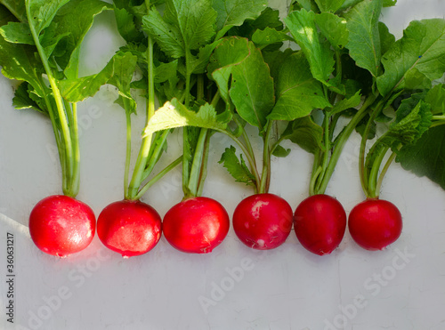 Fresh organic red radishes with green leaves on withe table. Healthy nutrition concept. New crop of vegetables grown in the garden. Harvest 2020. High quality photo