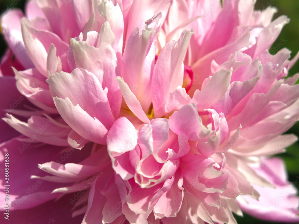 lush pink peonies bloom in the garden in summer