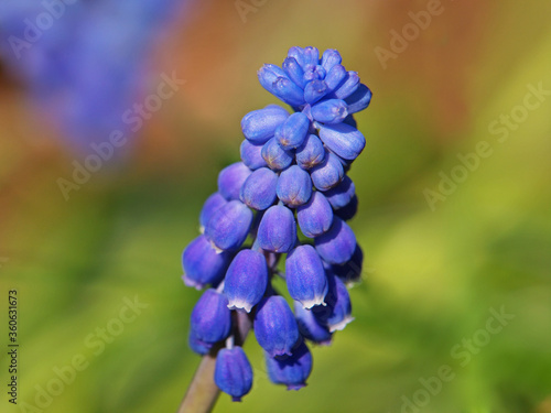 Spring blue flower of grape hyacinth, Muscari neglectum 