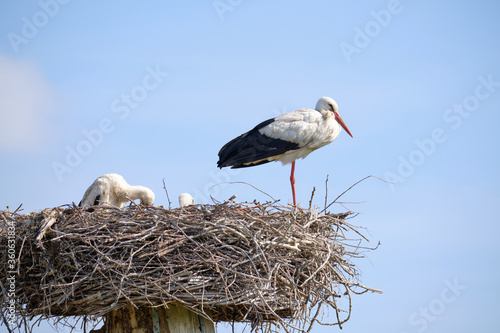 Stork nest on blue sky background. Stork with baby in stork nest. copy-space