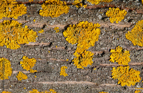 Orange lichen, Xanthoria parietina, growing on tree bark	 photo