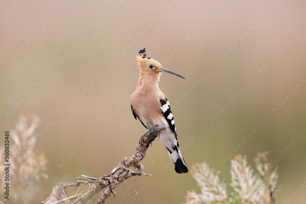 A close-up photograph of hoopoe on a blurry background in a natural habitat. Bright colors and soft sunlight. A close-up photograph of hoopoe on a blurry background in a natural habitat. Bright colors and soft sunlight.