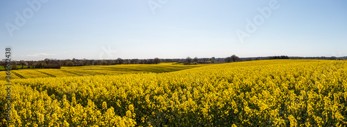 yellow rapeseed field