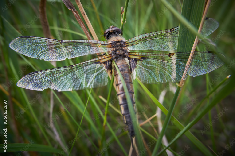 blue dragonfly on a green leaf blue dragonfly on a green leaf