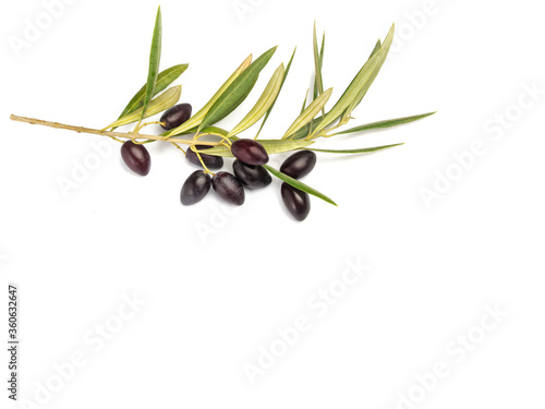 Rama de olivo
