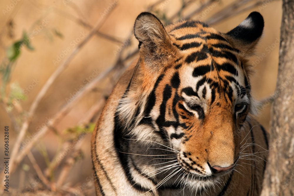 Fototapeta premium Closeup of Tigress T60 cub, Ranthambore Tiger Reserve