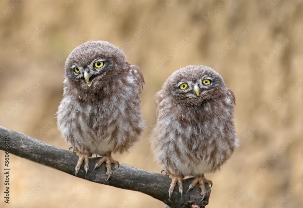 Fototapeta premium Adults and young little owls ( Athene noctua) are photographed near the nest in a natural habitat.