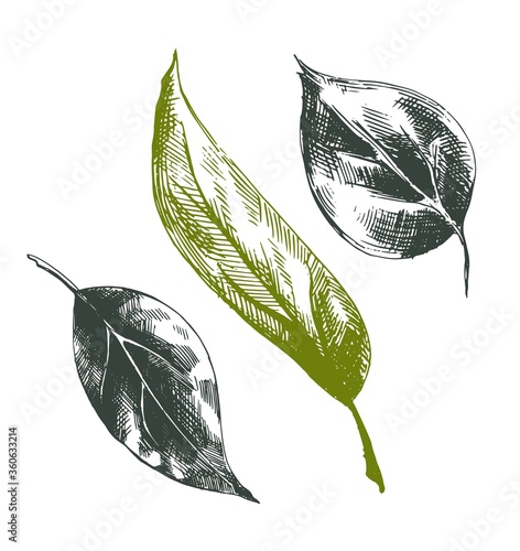 Set of vector decorative leaves with rough shading. Artwork with imitation of black ink or pen drawing. Collection of herbs for packaging design of cosmetics, tea, medicines, banners, cards, printing,