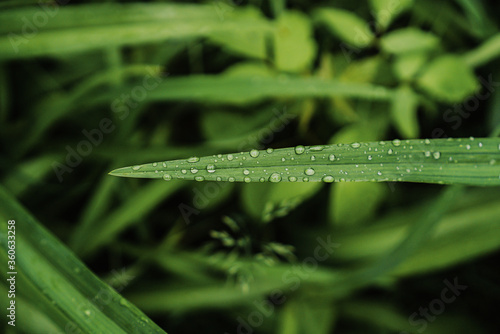 raindrops on green leaves in the summer in the garden