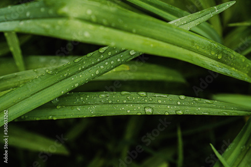 raindrops on green leaves in the summer in the garden