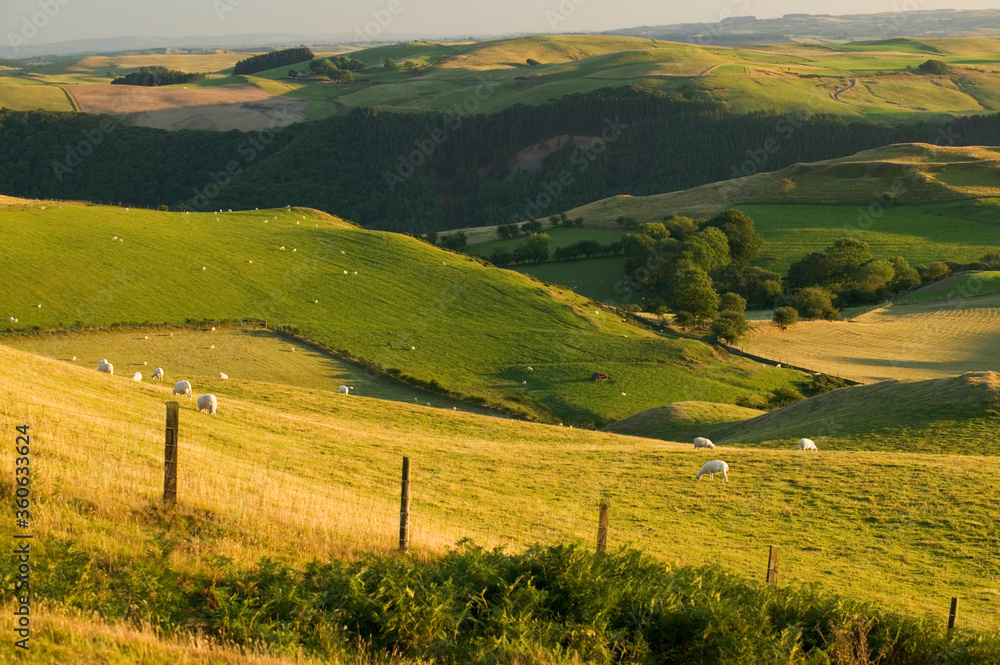Sheep roaming the hills Cwmbrwyno Devils Bridge, Ceredigion, Wales