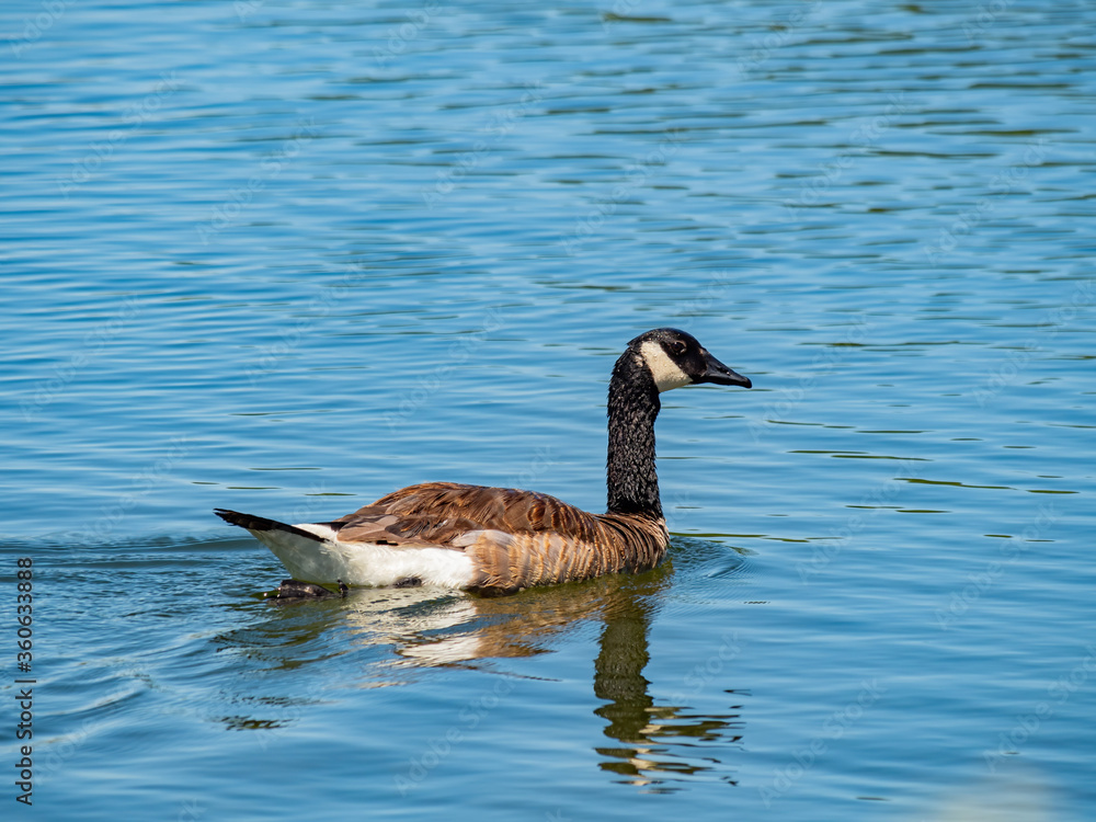 Close up of Canada goose swimming in a pond Close up of Canada goose swimming in a pond