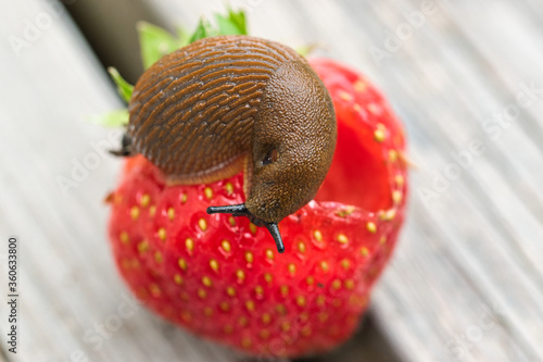 Land slug close up, on top of the strawberry fruit, feeding, garden pest concept 