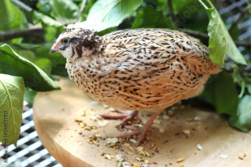 portrait of a beautiful quail photo