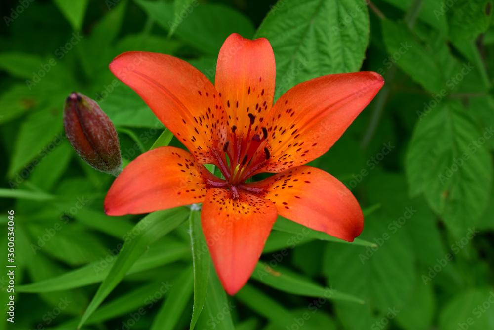 Lilium daura, or Pennsylvania or Sardaana (Latin: Lilium pensylvanicum) is a species of monocotyledonous flowering plants in the Lily family (Liliaceae). Lilium daura, or Pennsylvania or Sardaana (Latin: Lilium pensylvanicum) is a species of monocotyledonous flowering plants in the Lily family (Liliaceae).