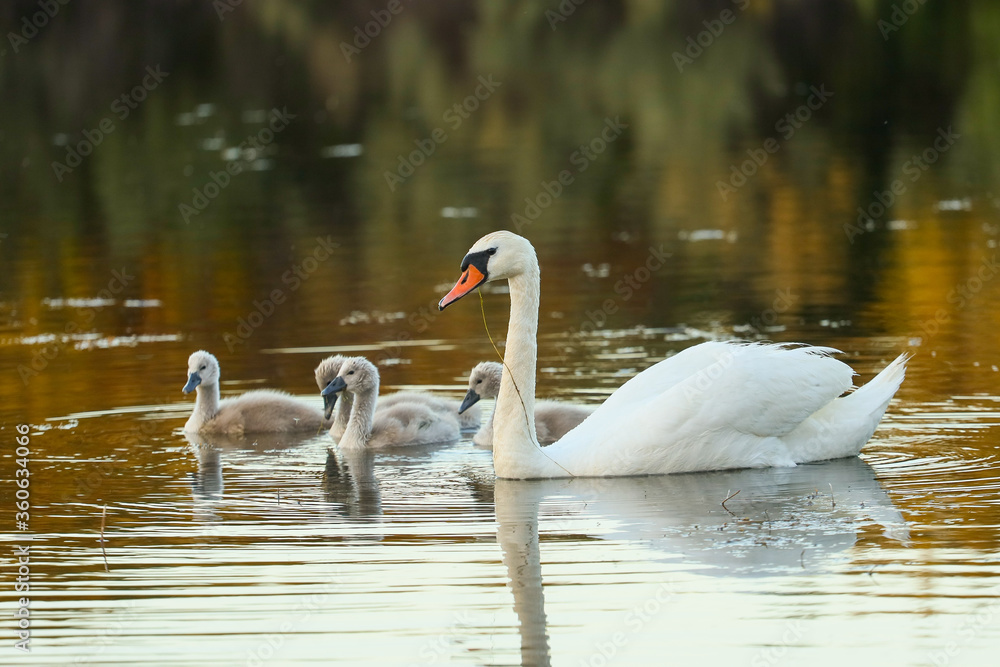 Fototapeta premium swan on the lake