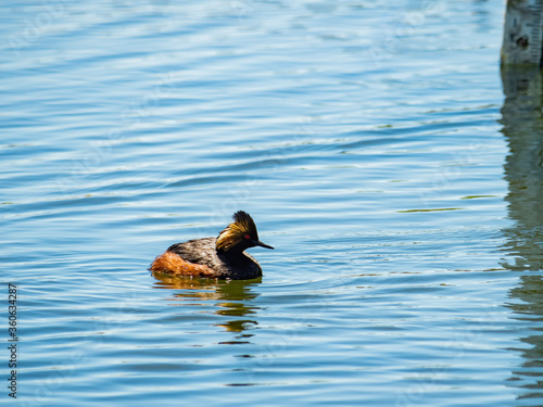 Close up shot of a Black-necked grebe swimming in a pond