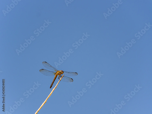 Close up shot of a Blue dasher resting