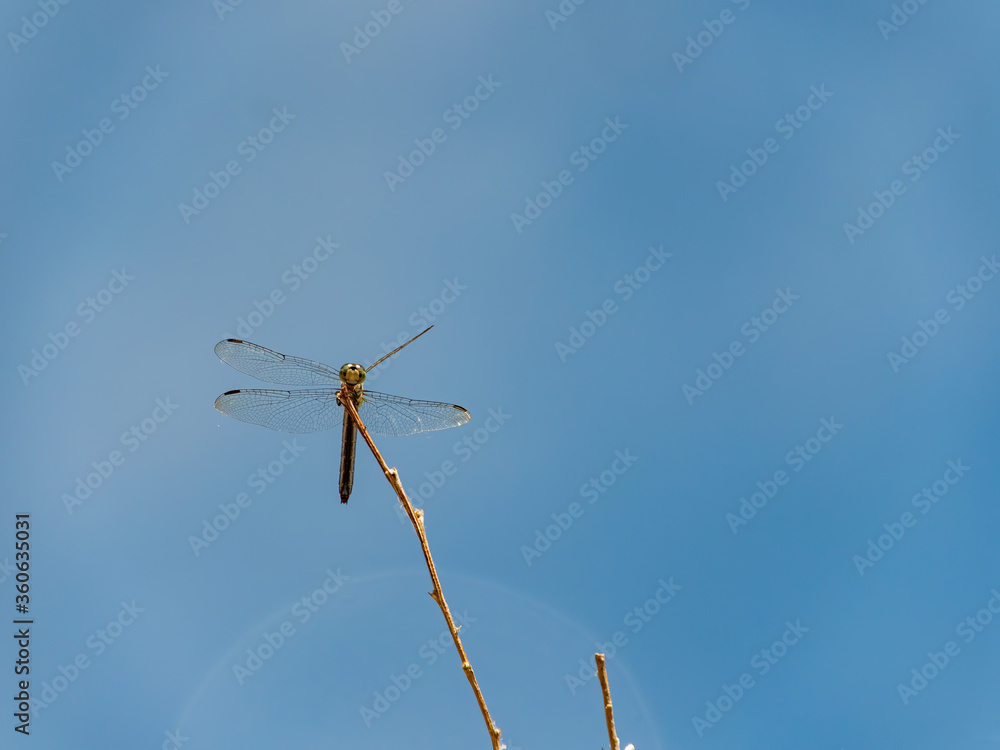 Close up shot of a Blue dasher resting Close up shot of a Blue dasher resting