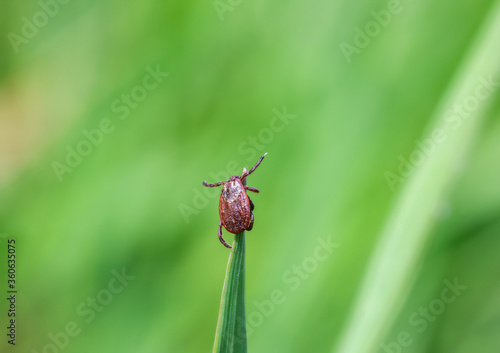 Brown tick sits on green blade of grass stalk in summer forest