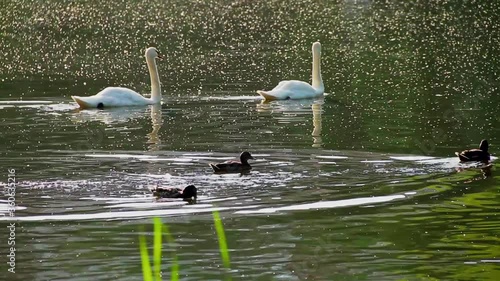 A pair of swans on the lake