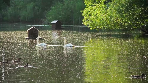 A pair of swans on the lake