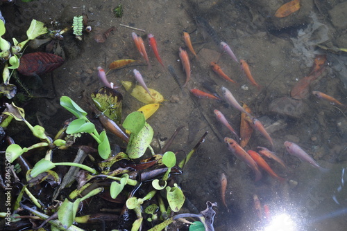  koi fish that are swimming on the edge of the lake and clustered in search of food