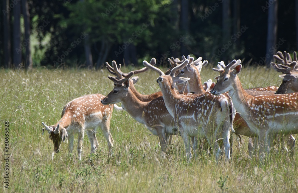 Fawn deer at Holkham Hall's country park, Norfolk, UK Fawn deer at Holkham Hall's country park, Norfolk, UK