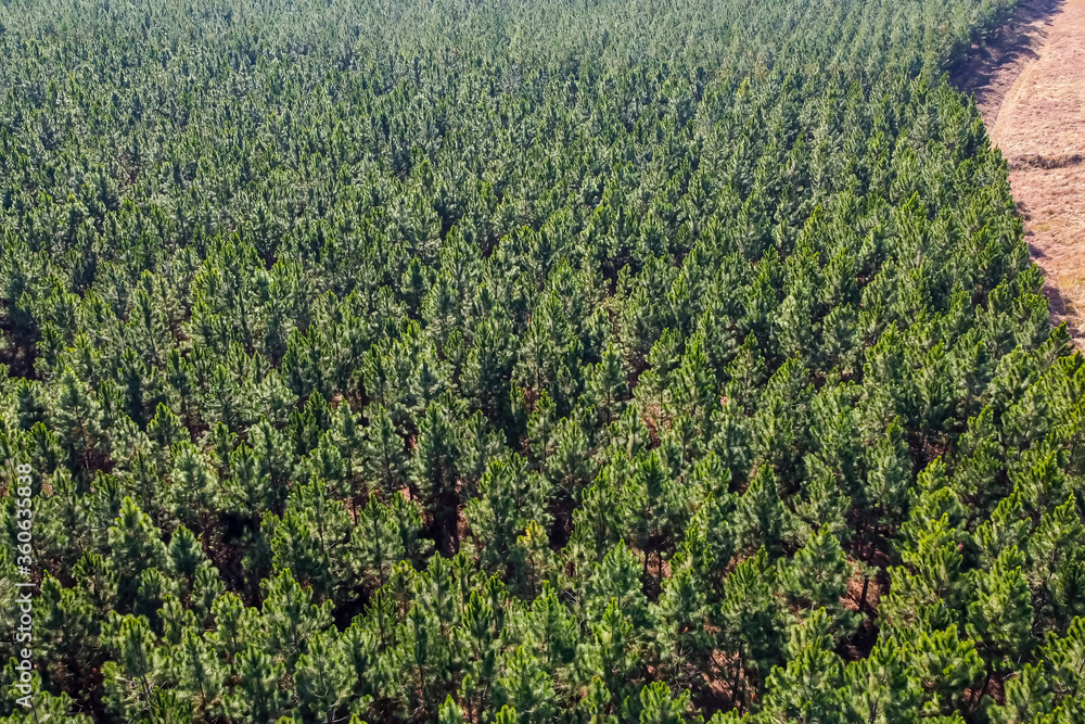 pine forest from a aerial view green trees in rows and a dirt road on the side out of focusing with grain