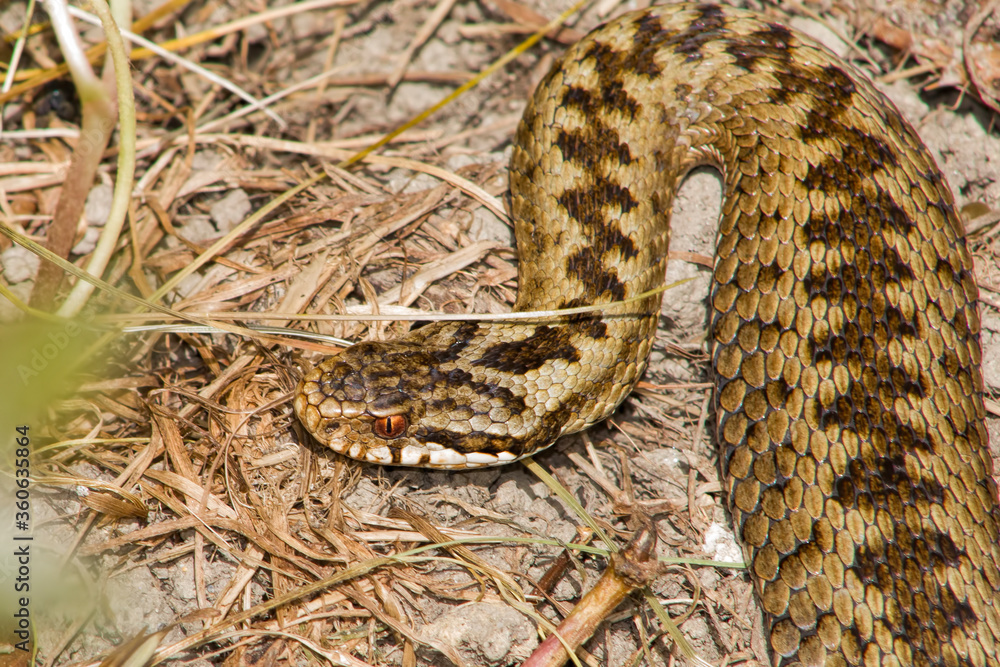 close up of an adder close up of an adder