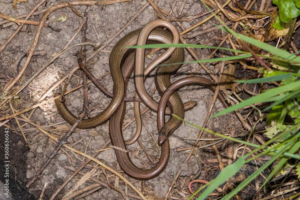 Φωτογραφία slow worms