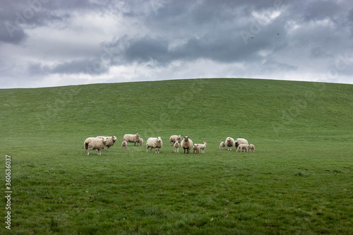 Flock of staring sheep (ewe) on beautiful green grass mountain meadow in Ireland