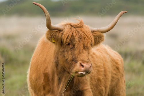 scottish highland cow