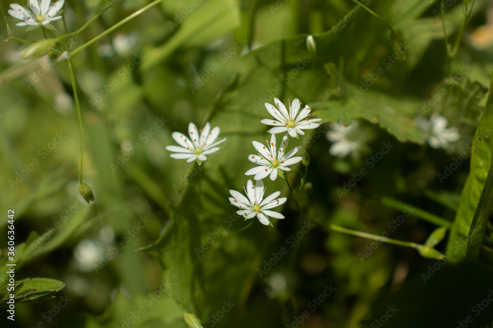 White stellaria - beautiful little flowers in a meadow closeup White stellaria - beautiful little flowers in a meadow closeup