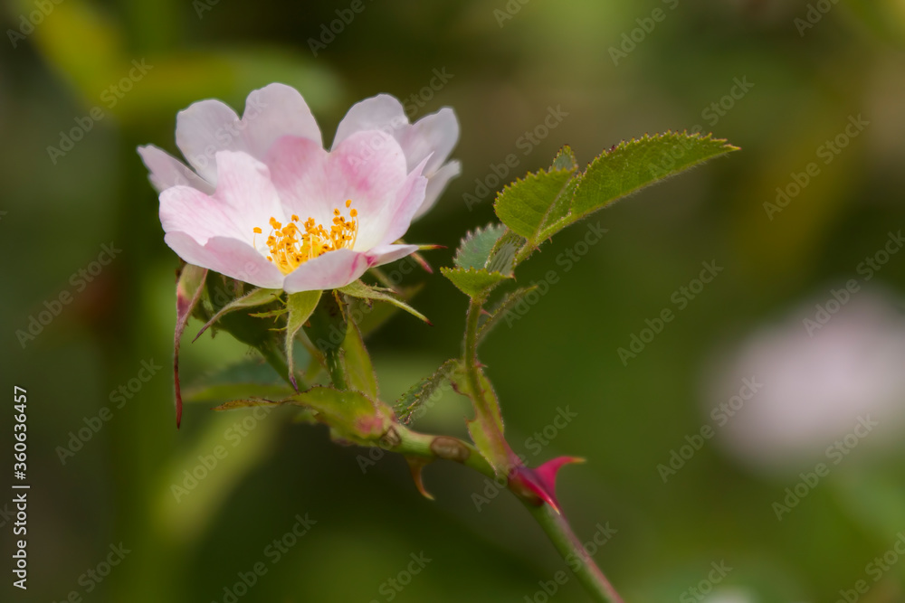 dog rose flower