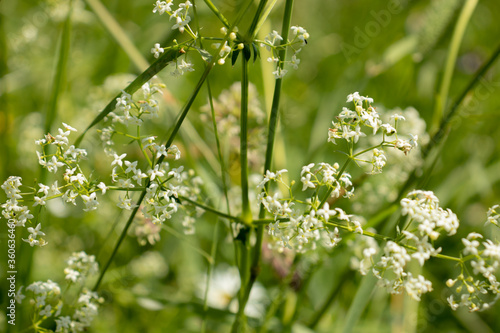 White bedstraw on a green background in the summer close-up © Squirrel Zeta