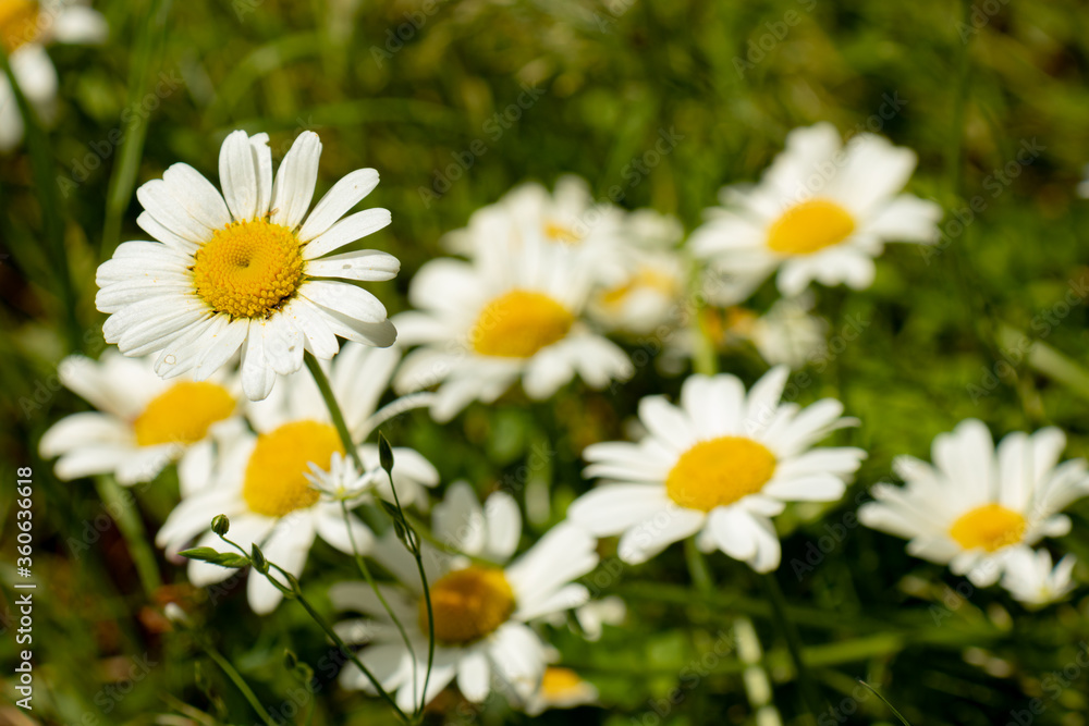 Field camomiles close-up on a natural background Field camomiles close-up on a natural background