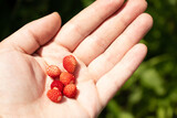 Ripe wild strawberries in hand closeup - summer harvest of wild berries
