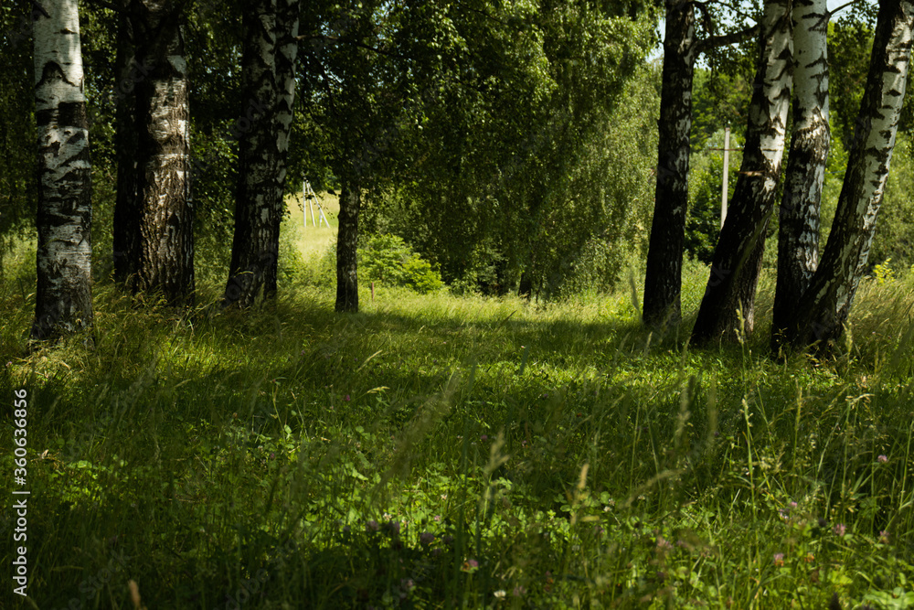 Forest glade with meadow herbs and birches - summer landscape. Forest glade with meadow herbs and birches - summer landscape.