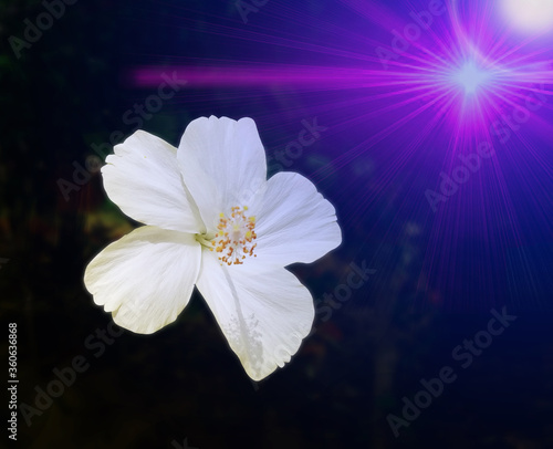 white flower on blue background