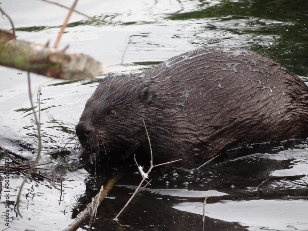 Wild beaver in natural habitat of river Wuhle close to the city of Berlin Wild beaver in natural habitat of river Wuhle close to the city of Berlin