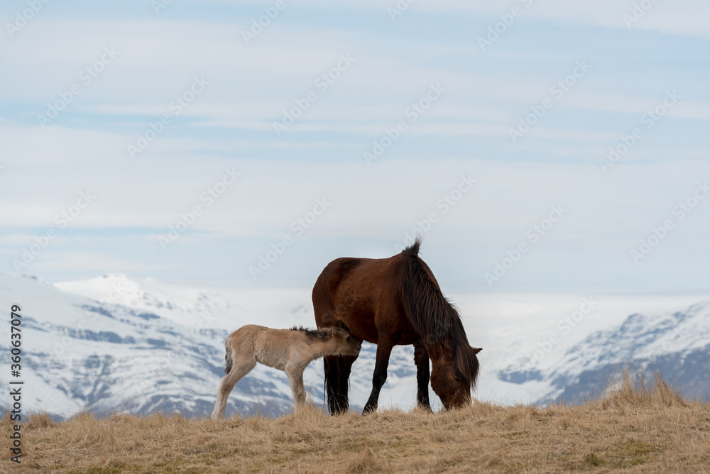 Young foal drinking mothers milk, icelandic horses, iceland, copy space