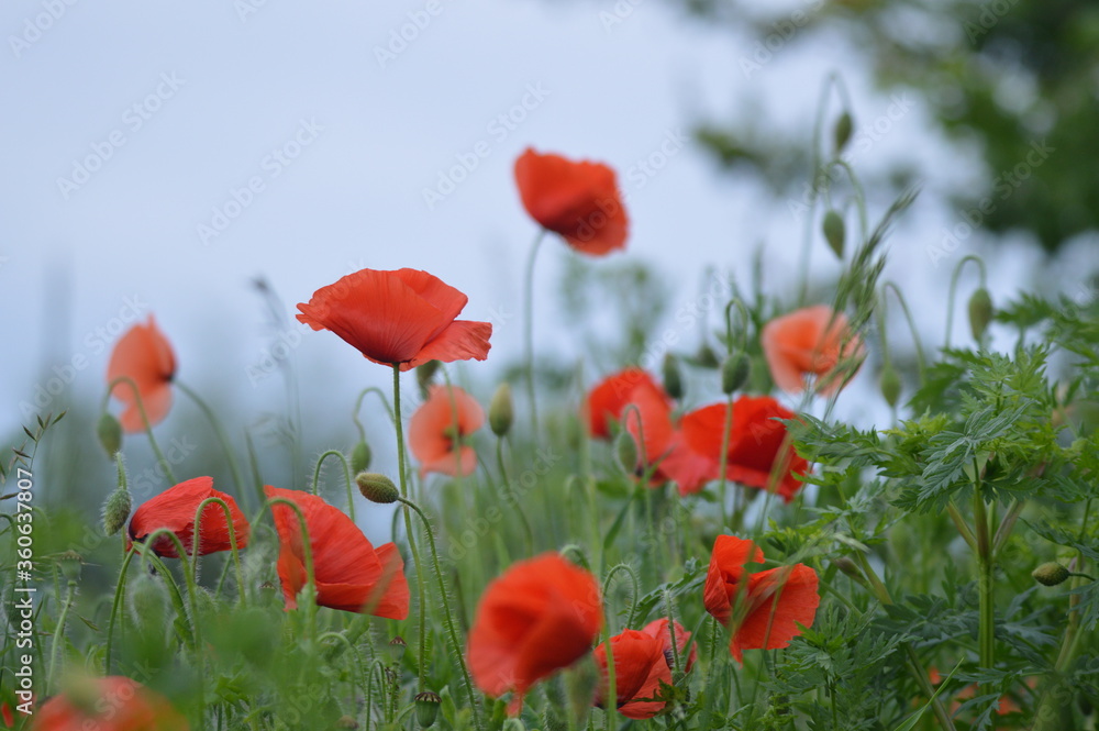 Obraz premium mak, kwiaty, pole, lato, dzika natura, krajobraz, lato