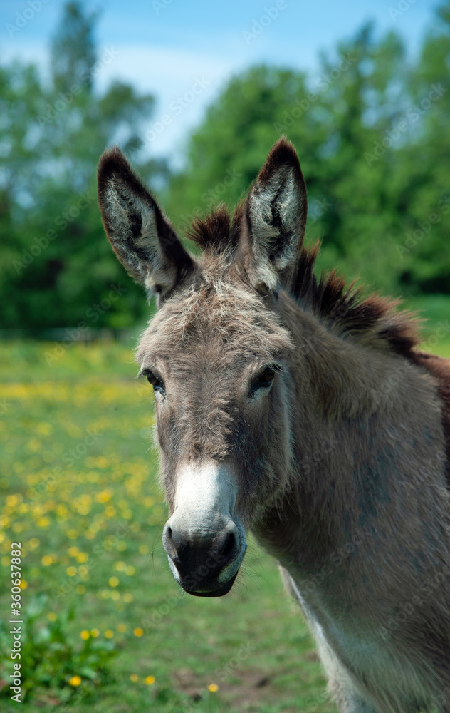 Donkey portrait close up Donkey portrait close up