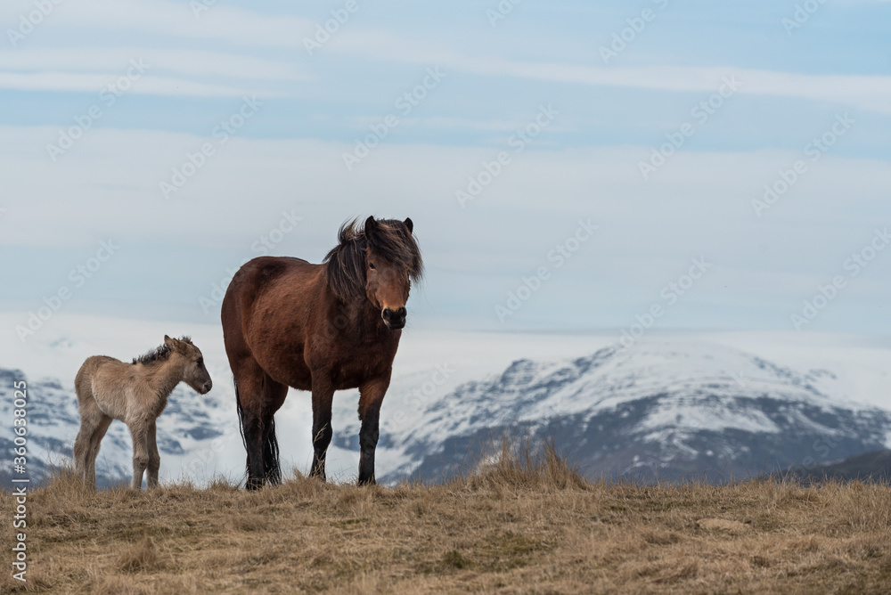 horse in the mountains of Iceland, snow, copy space, foal