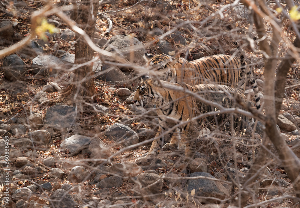 Ladali and her cub in the forest of Ranthambore Tiger Reserve Ladali and her cub in the forest of Ranthambore Tiger Reserve