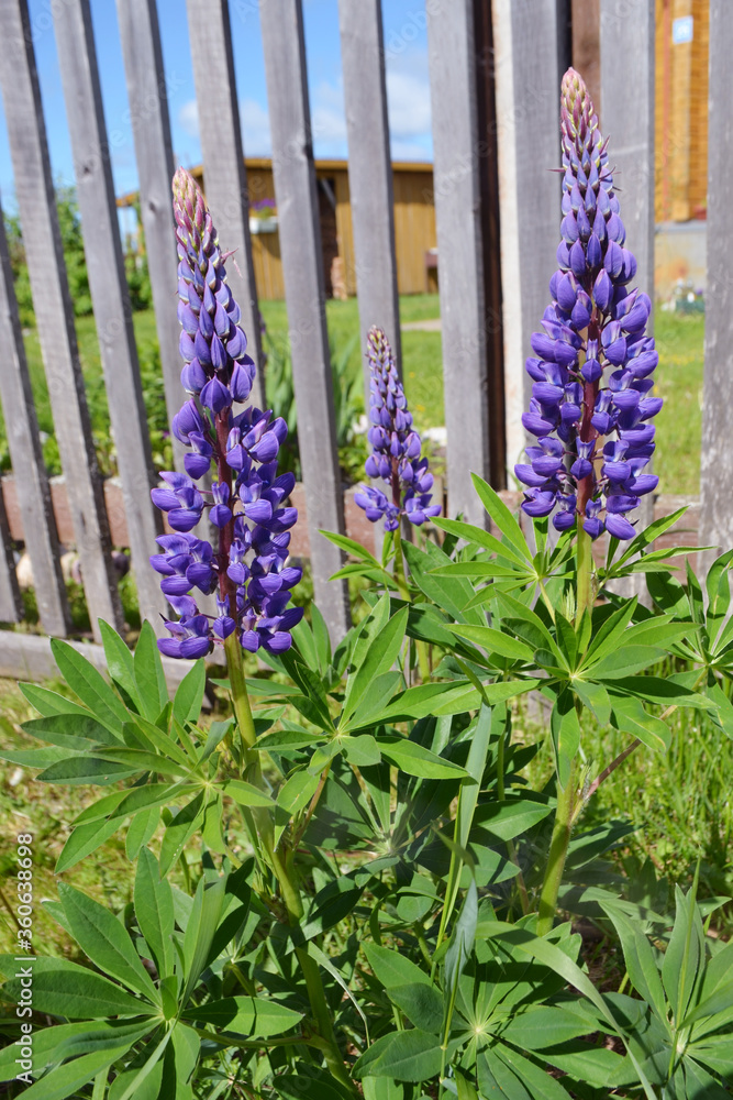 Naklejka premium Lupin
